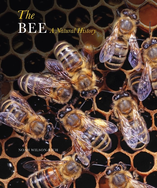 Bee: A Natural History