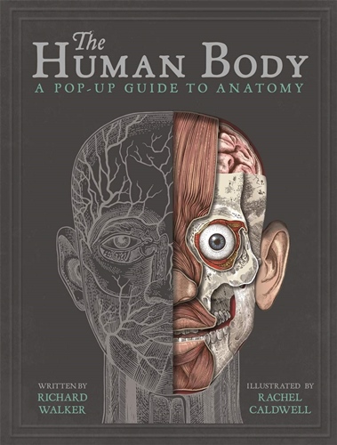Human Body: A Pop-Up Guide to Anatomy